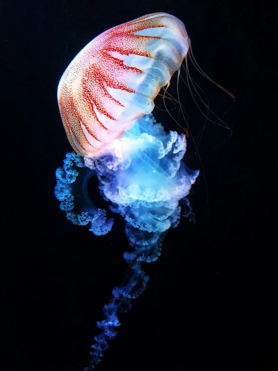 a pink and blue jellyfish swimming through water