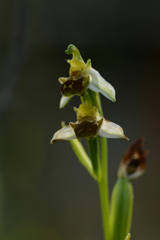 a close up of two flowers with green stems