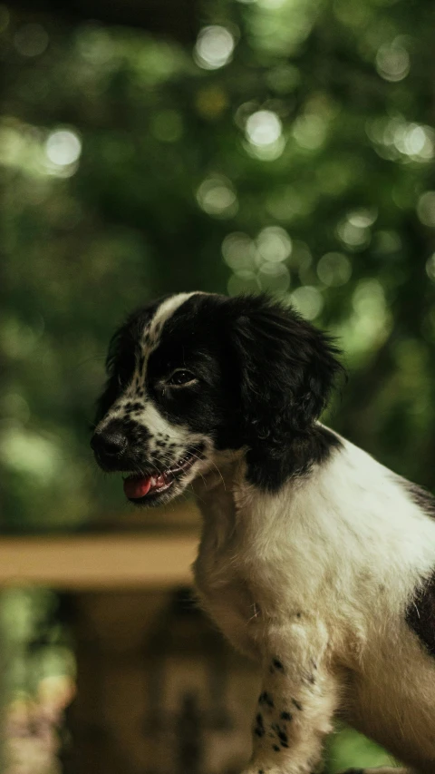 a puppy sitting on the ground with it's mouth open