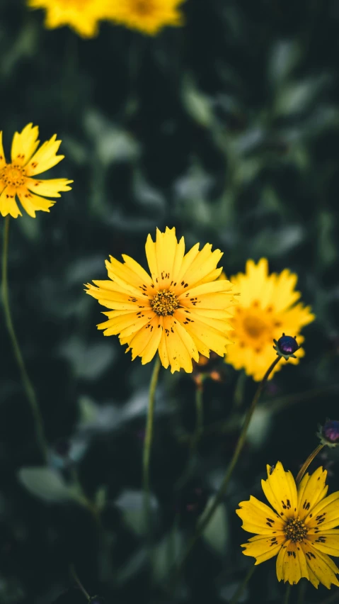 yellow flowers growing next to a black background