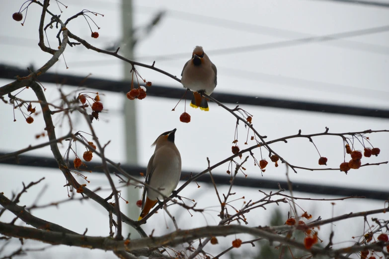 two birds standing on a tree in front of power lines