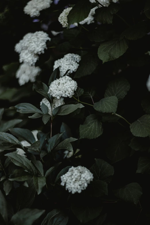 the flowers are growing all over the tree