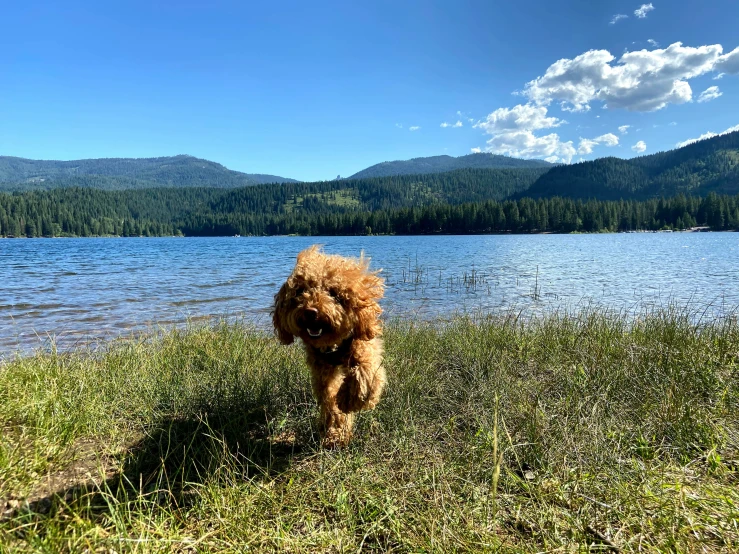 the dog is running through the green grass next to the water