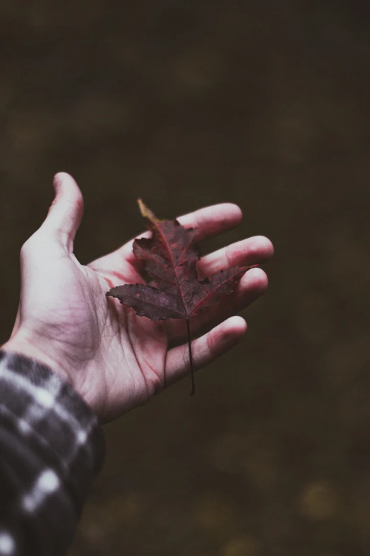 a persons hand with a leaf sticking out