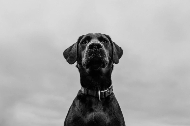 a dog looking up at the camera on a cloudy day