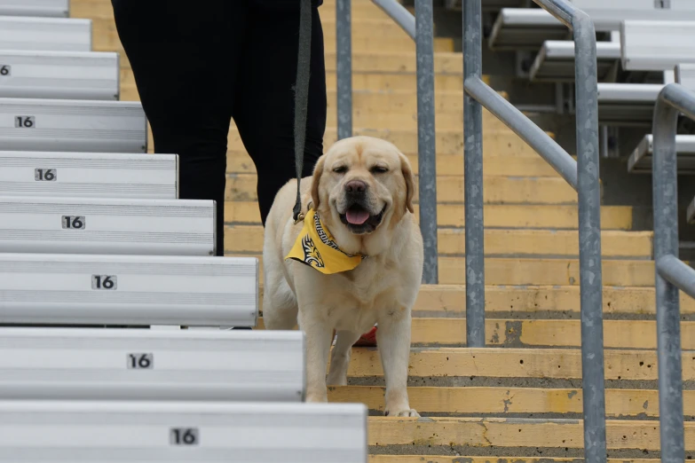 the dog is waiting at the stairs for the ball