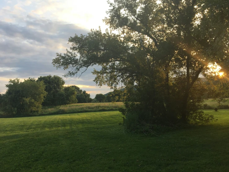 a large tree with the sun peeking through clouds behind