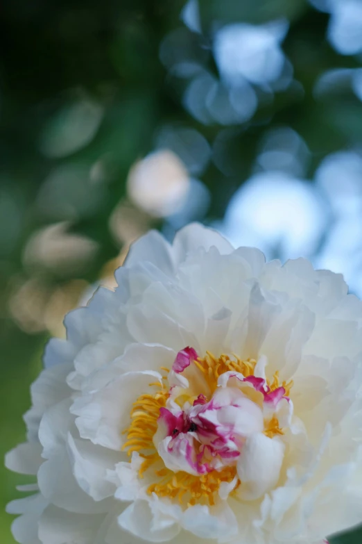 close up of the flowers on a white flower