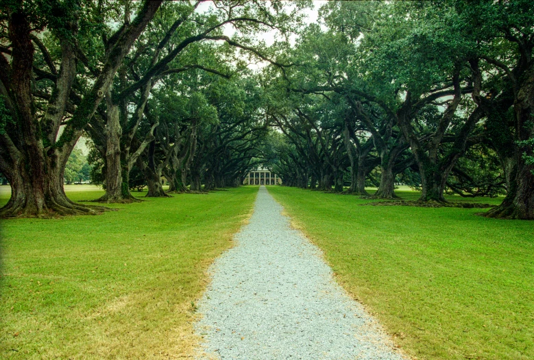 trees line an old dirt road in a park