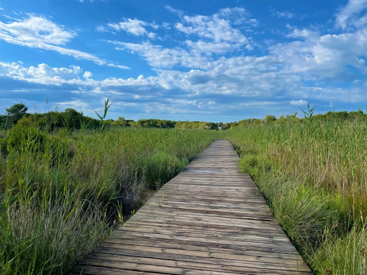 a boardwalk on a marshland trail extending into a grassy field