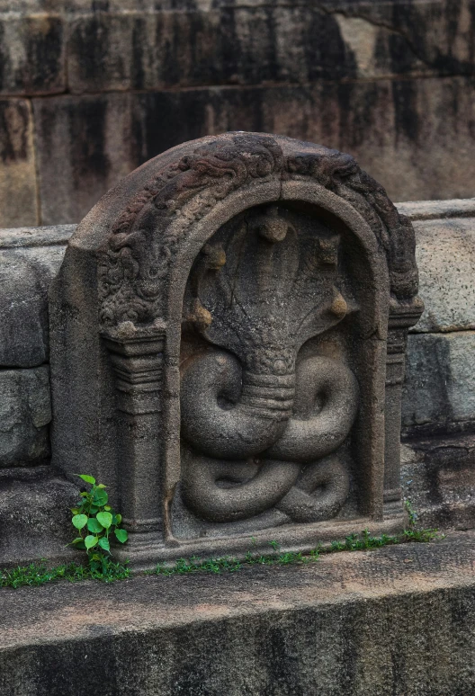 some plants grow in front of a stone face