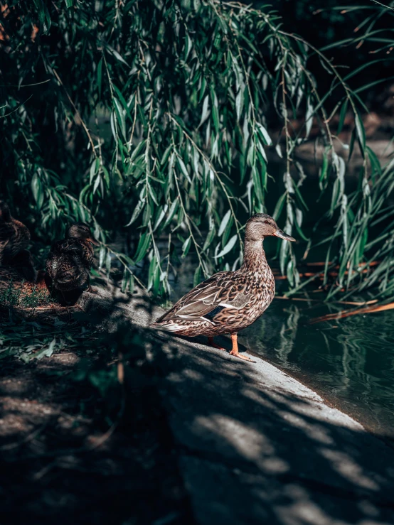 a bird is perched in the water next to plants