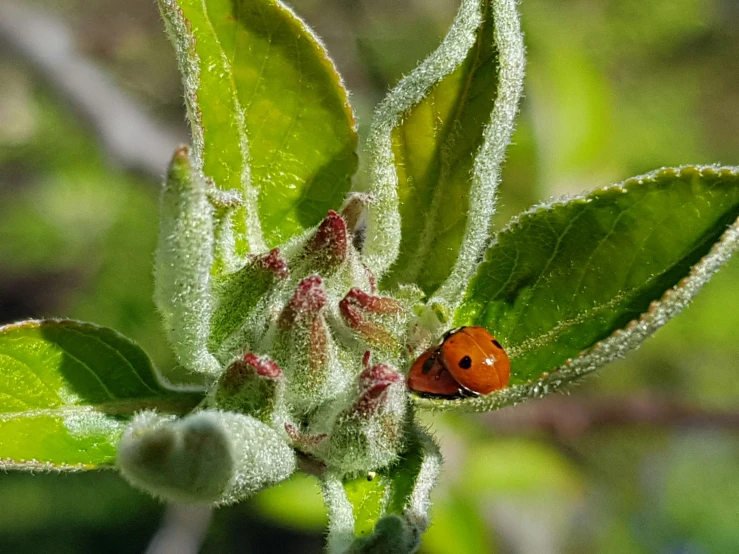 a ladybug sits on a green leaf