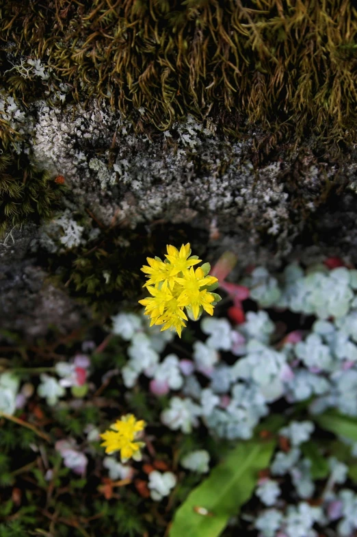 a flower on the side of some moss