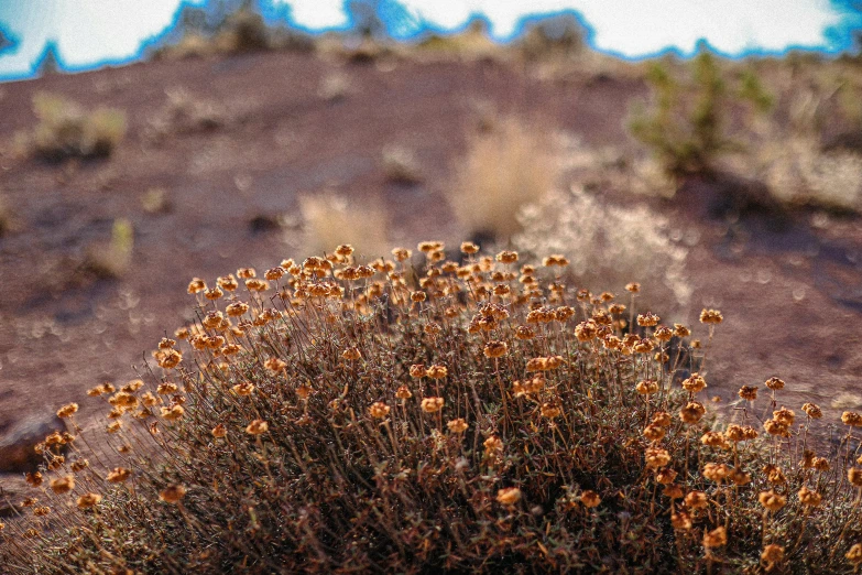 a close up of a small shrub on a hill