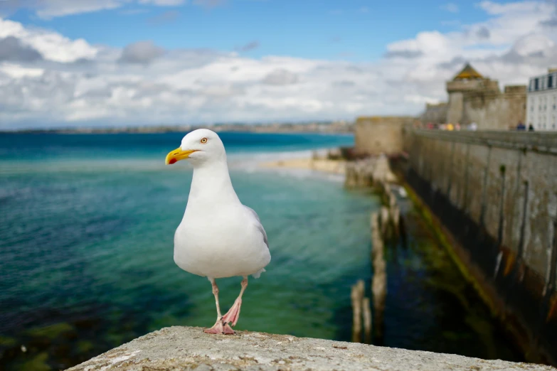 a white bird standing on the side of a road near water