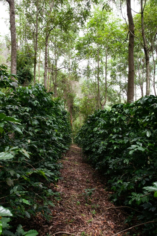 the forest has a path leading through the trees