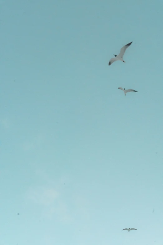 three birds flying against a blue sky