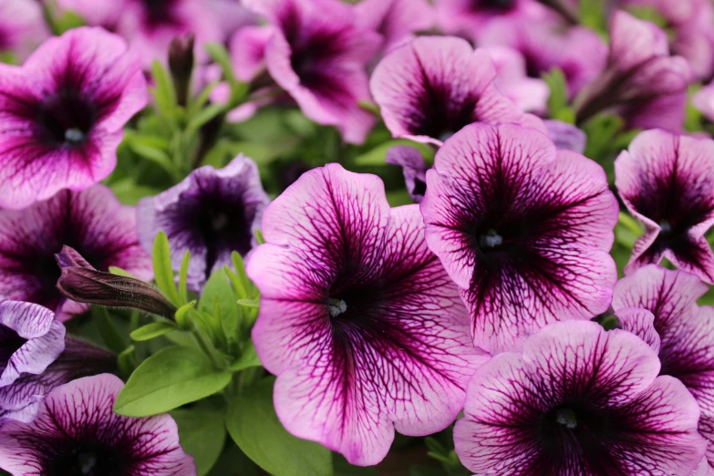 several purple petunias in a vase on a table