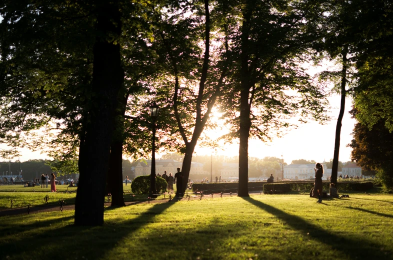 sun shining through the trees on a grassy field