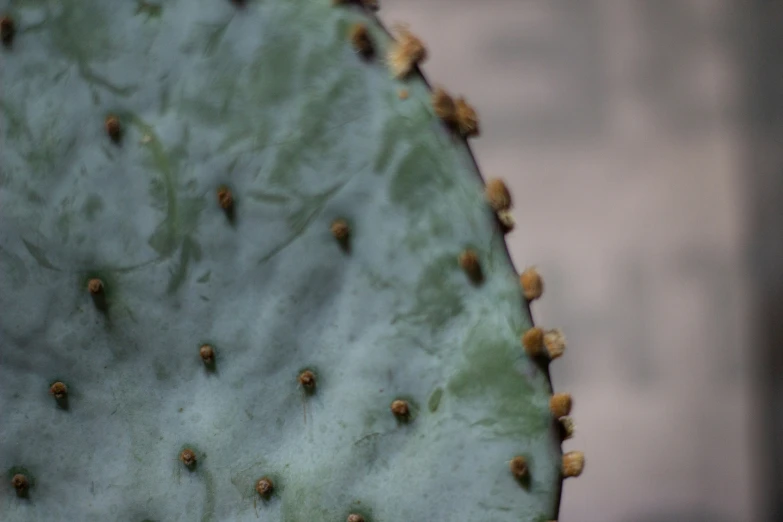the center of a cactus, with small seed sprouts