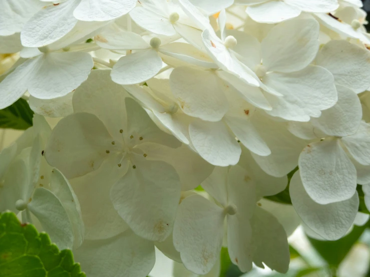 a close up view of a white hydrant flower