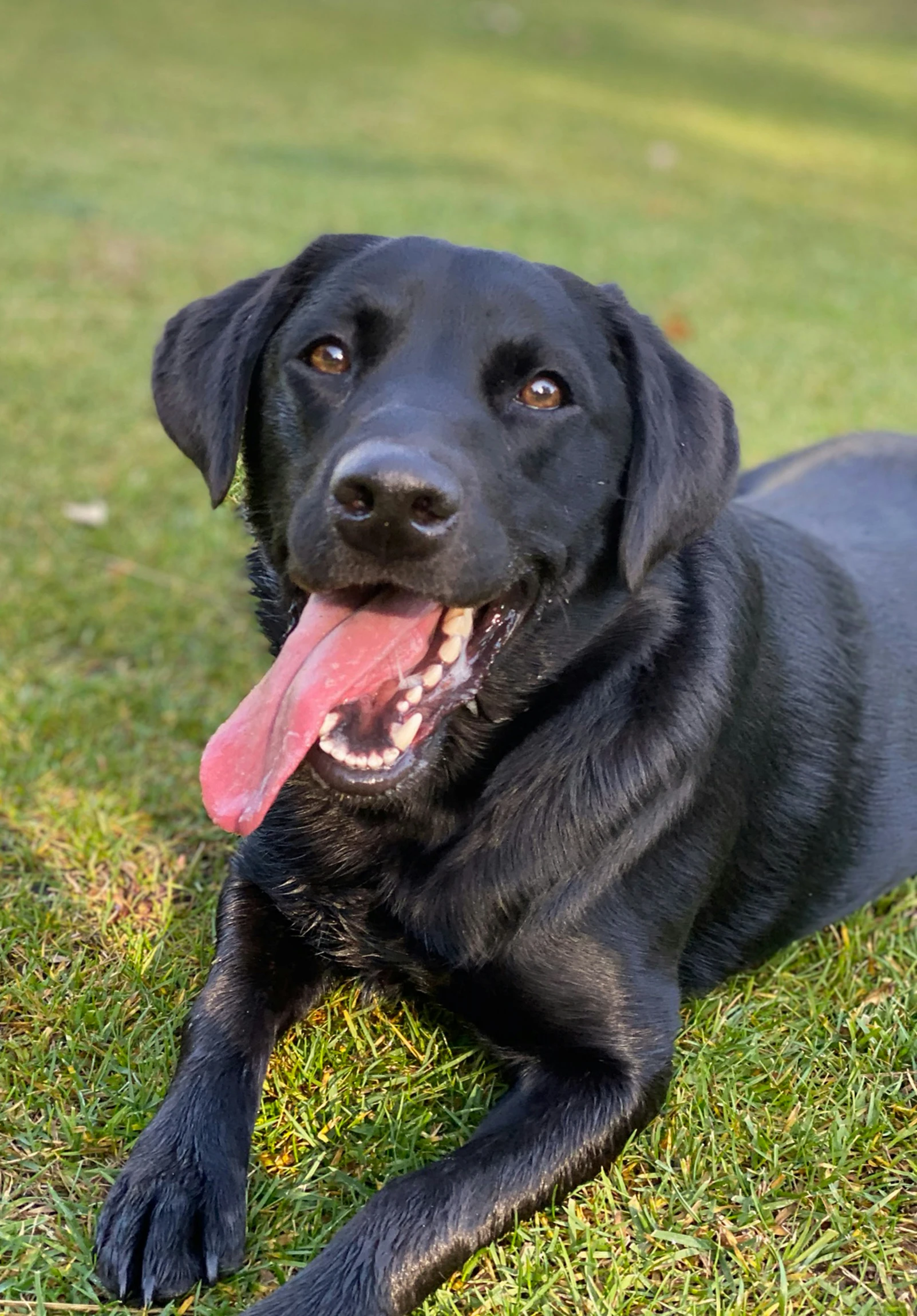 a black dog laying in the grass with his tongue out