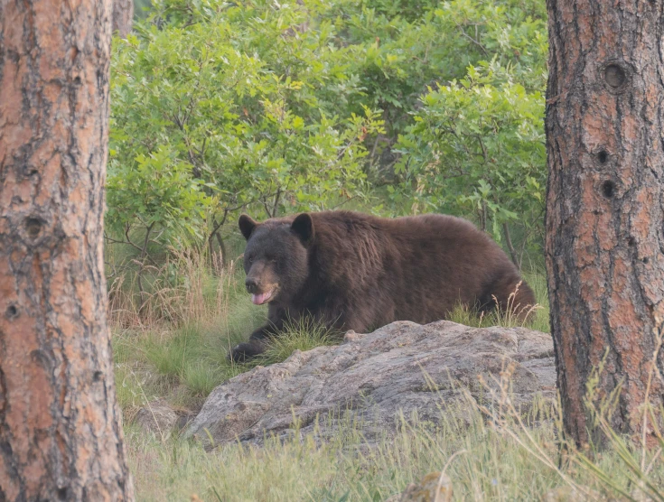 bear walking around in an area with pine trees