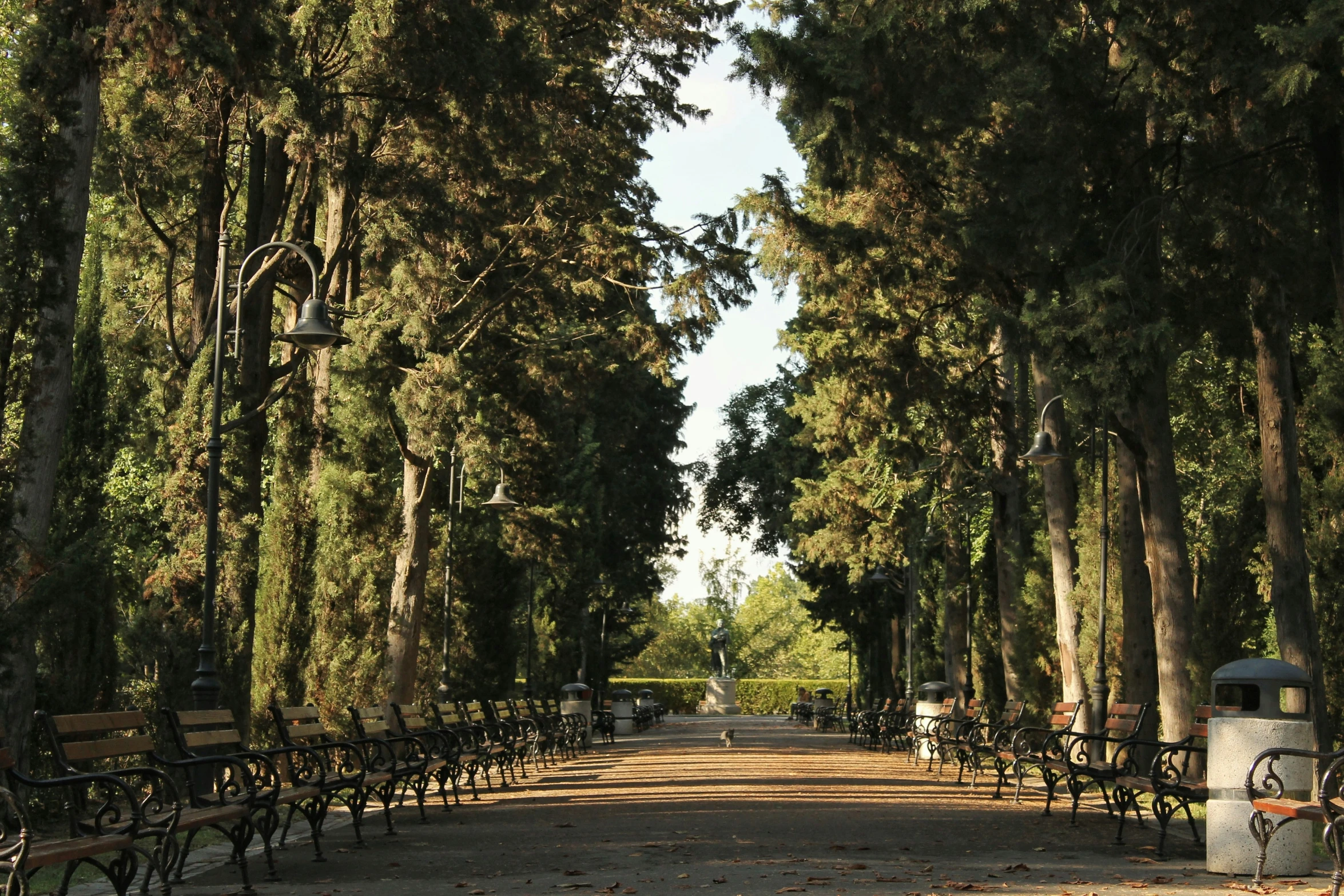 trees line a path in the park on a sunny day