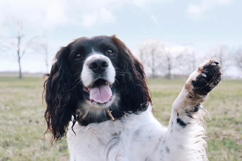 there is a dog that is happy about its owner