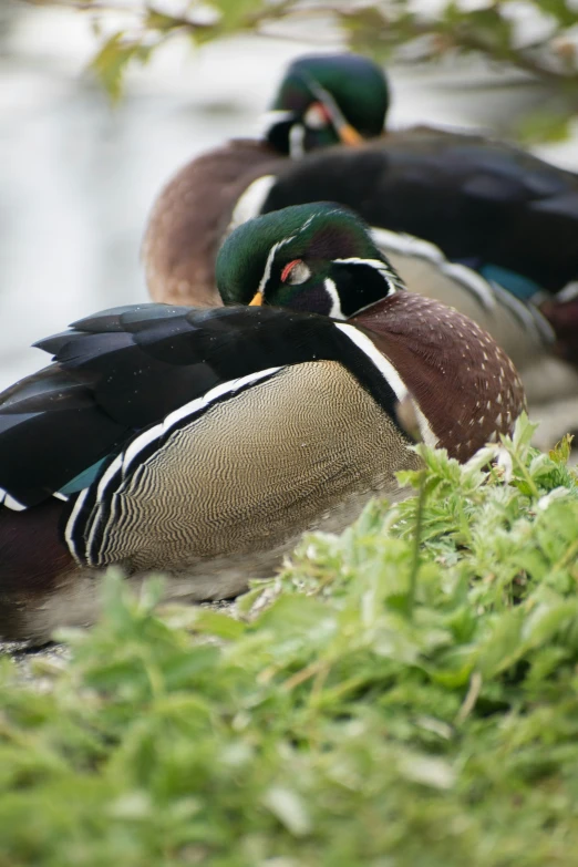 three ducks sitting on the ground near grass