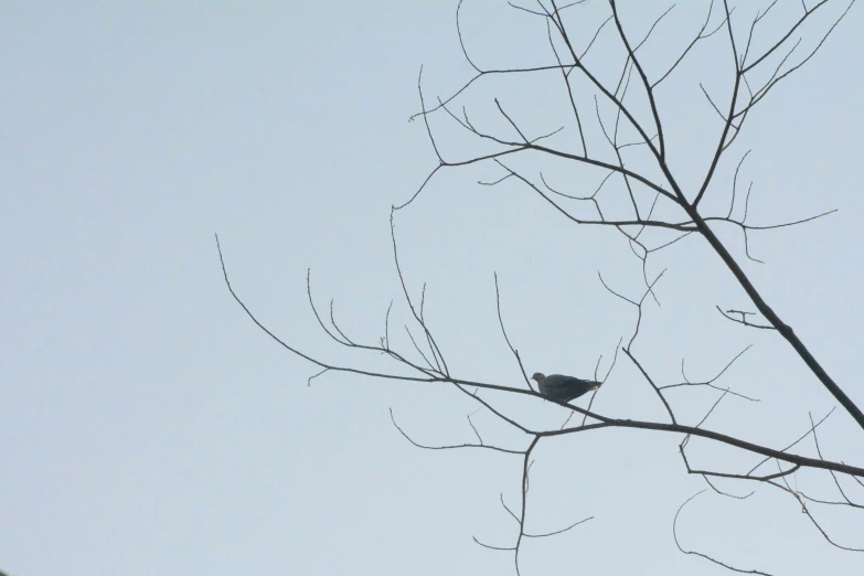 a small black bird perched on top of a tree nch