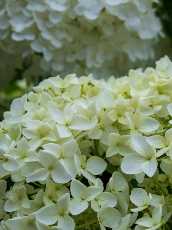 a bunch of white flowers with green stems