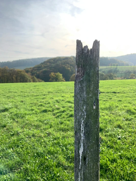 a weathered tree in the middle of an open field