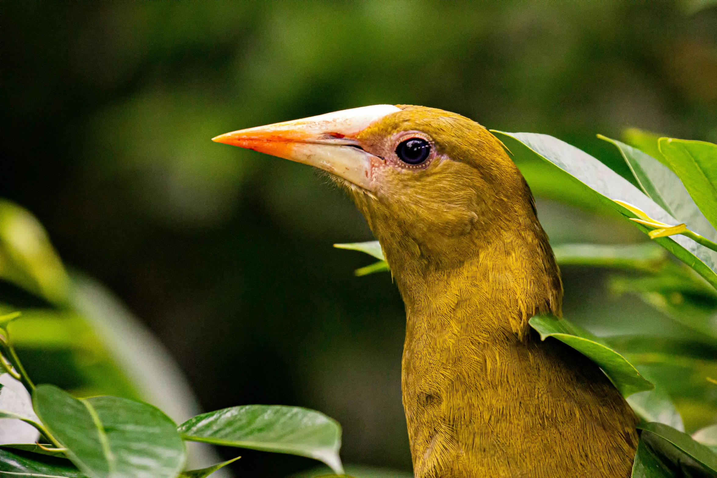 a bird standing in the middle of the forest