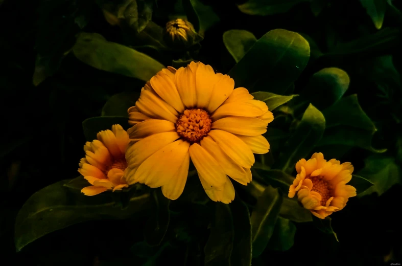 yellow flowers with green leaves behind them