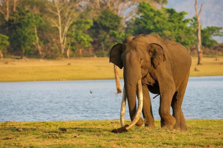 a elephant standing in front of the water