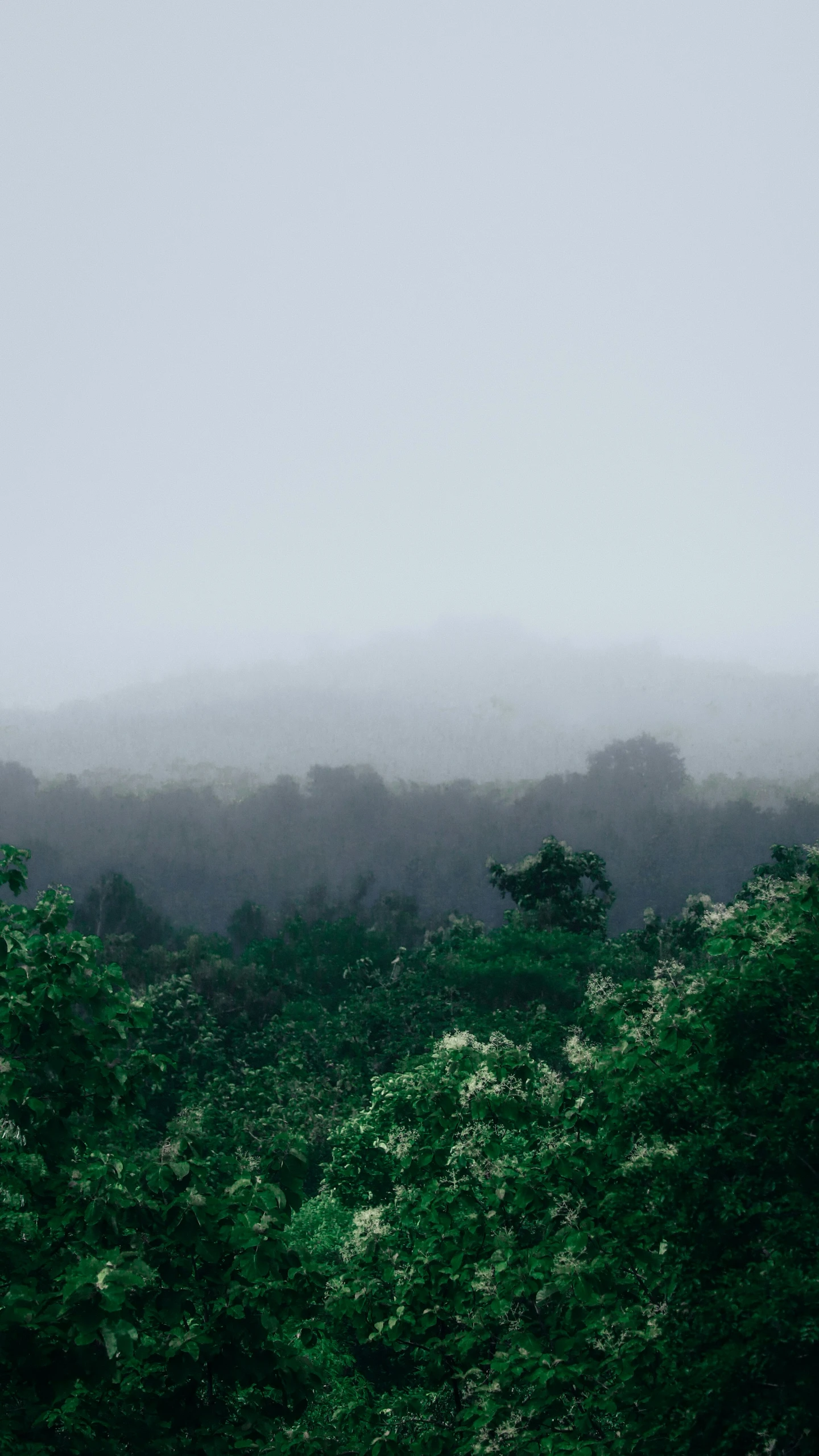 the forest is covered in fog and mist