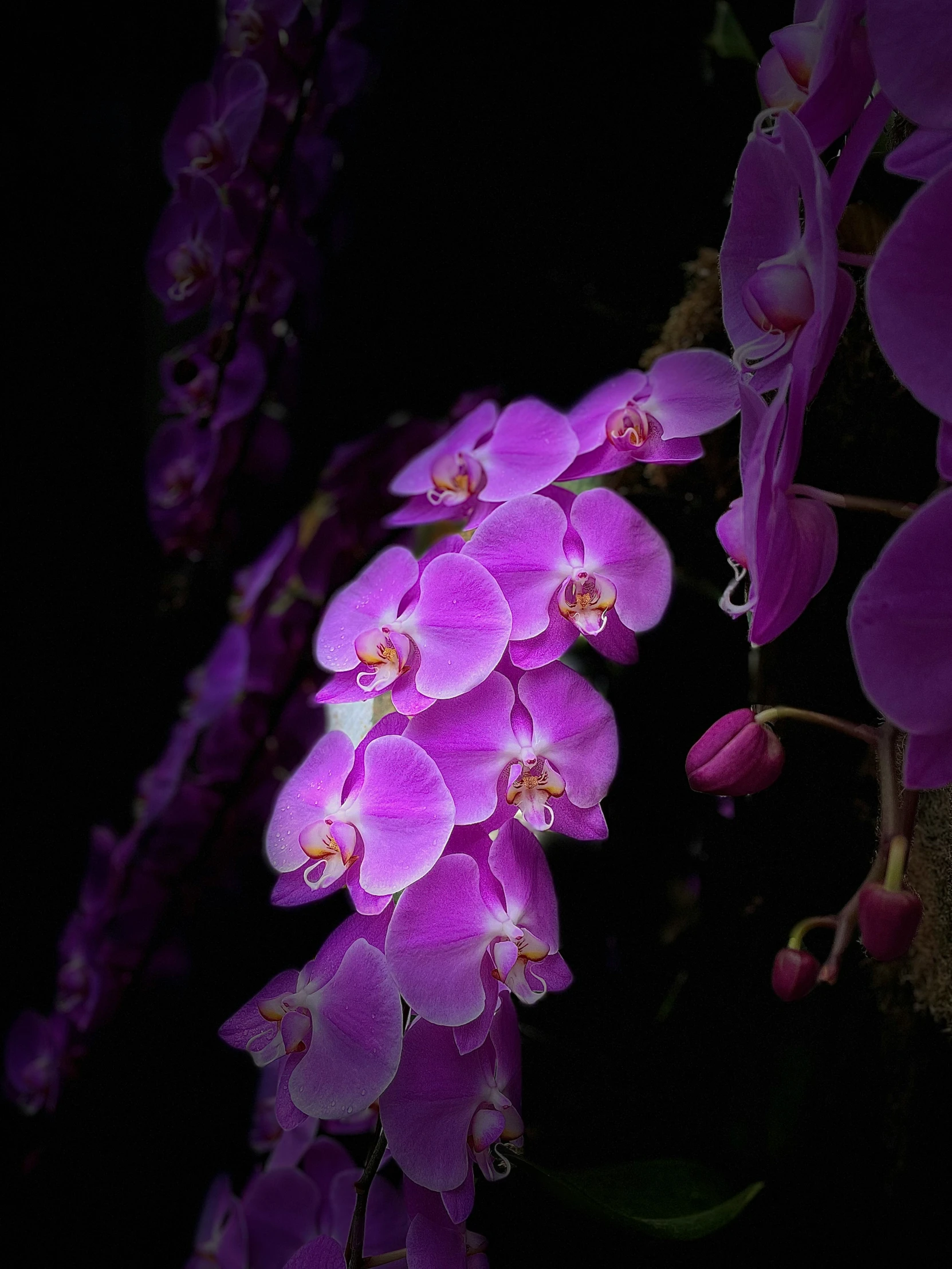 a bunch of purple orchids are seen in full bloom