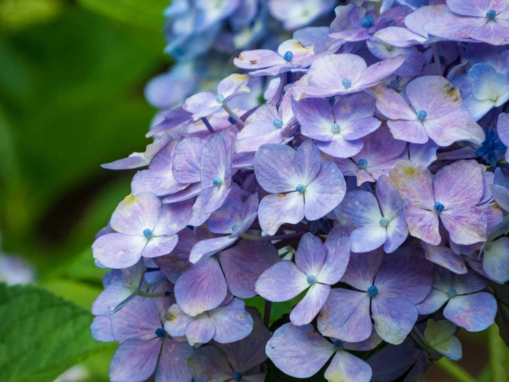 the pink and blue flowers are in bloom