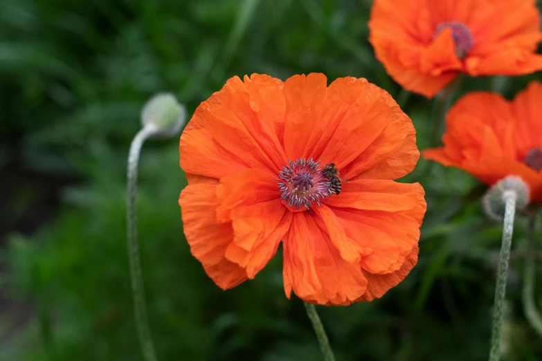 bright orange flowers stand out in the grass