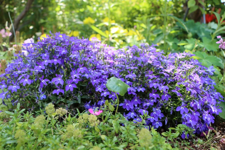 there is a very pretty plant growing in the grass