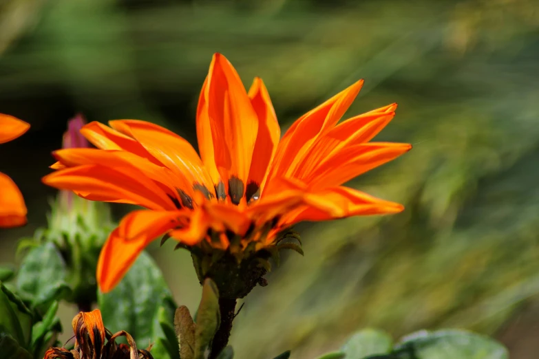 closeup of an orange flower with blurred background