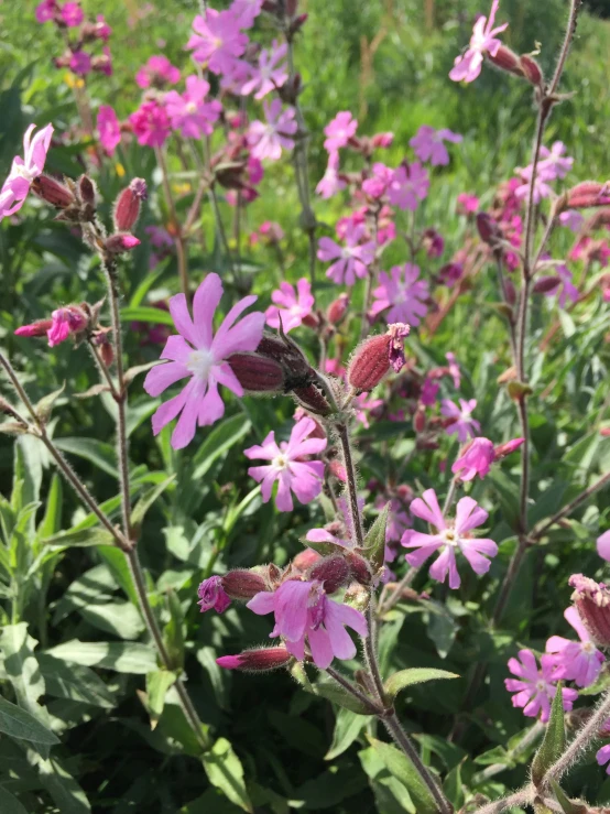 a field full of purple wildflowers with lots of green