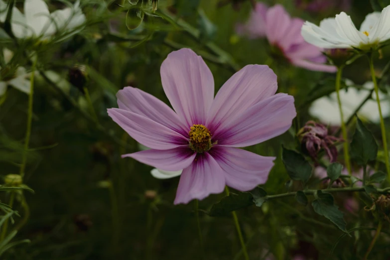 several large flowers and leaves growing on a field