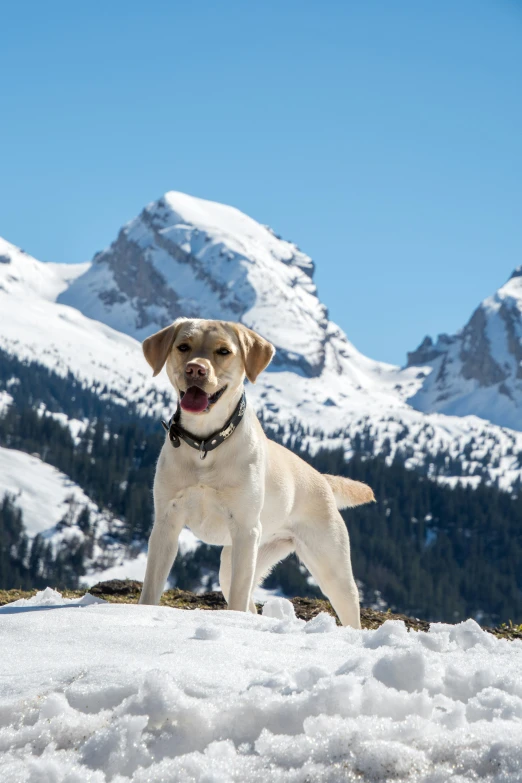 dog looking up at camera while standing in the snow