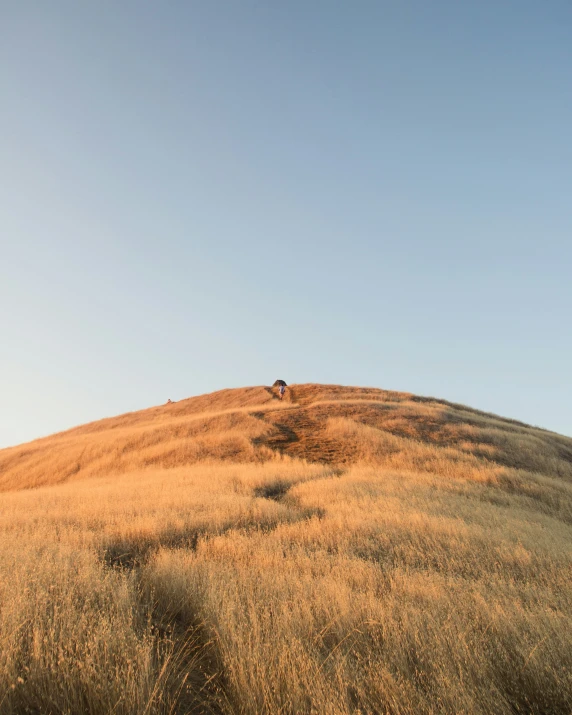 a small animal walking across a dry grass covered hill