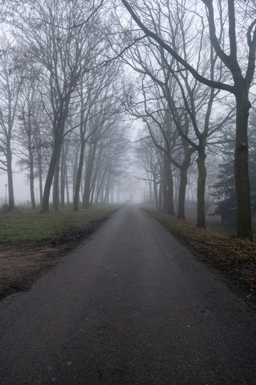 road with trees and a bench near grass