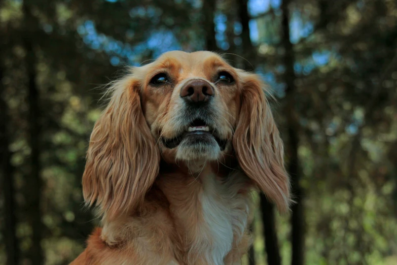 the dog has an intense look on its face