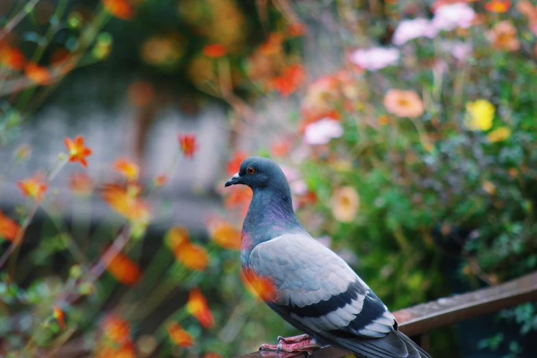 a bird that is sitting on a bench